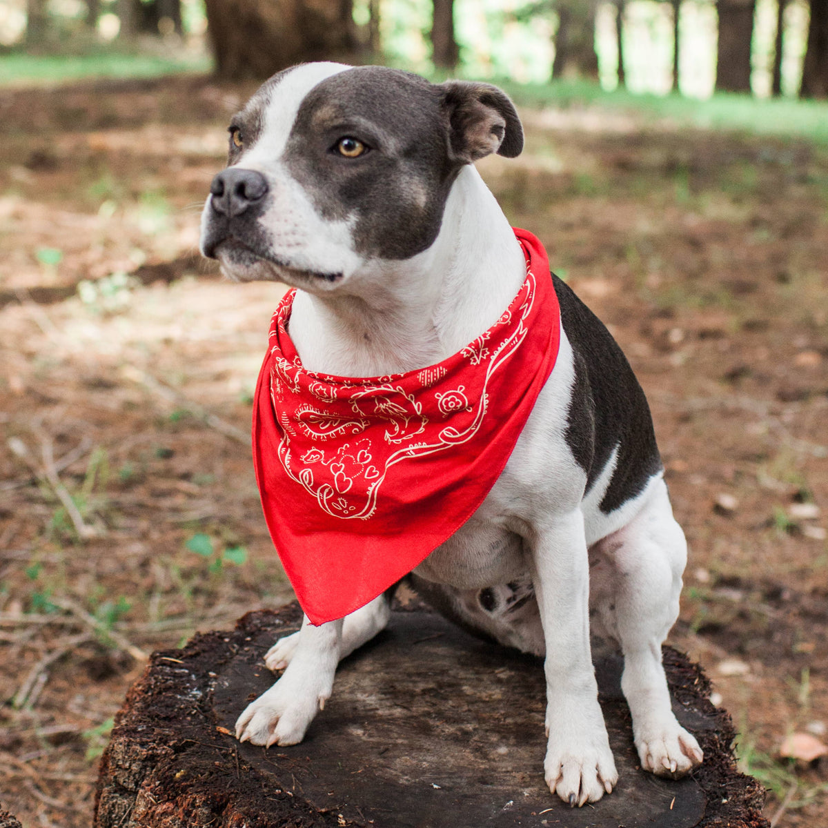 Dixon Red Paisley Western Bandana (22-Inch / Cotton)
